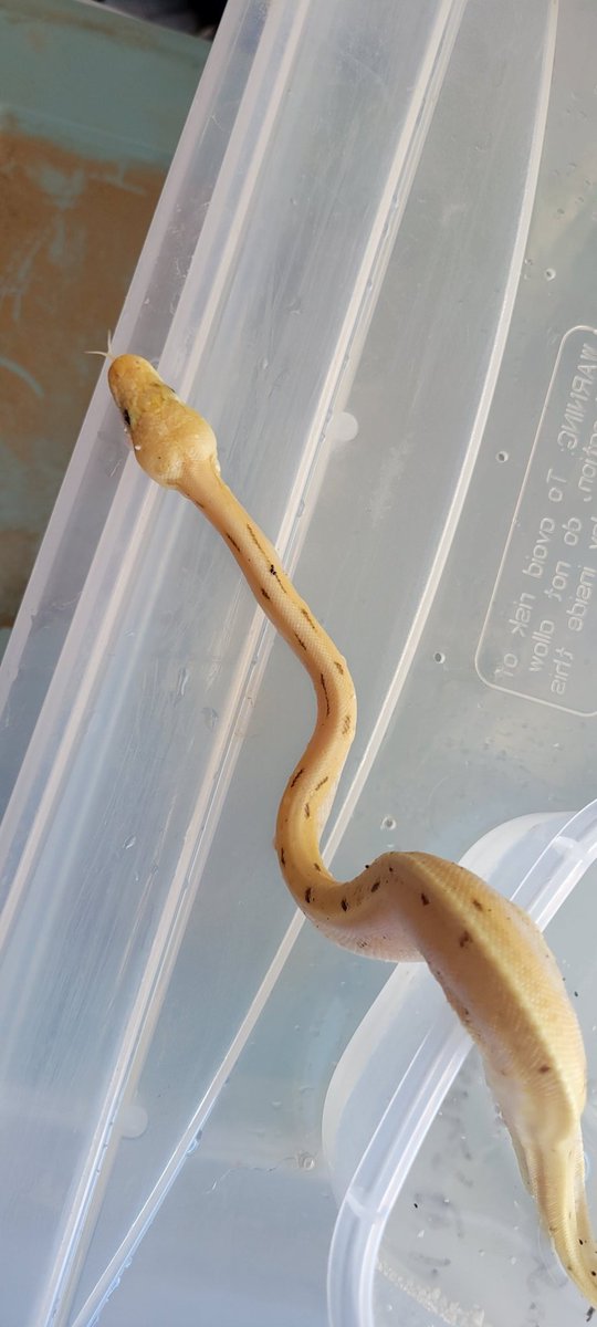 CW: ANIMAL NEGLECT A Thread (donation info below): So earlier this week i got a call from a friend about a hoarder situation with some ball pythons. Many of these guys have maggots, lived in mold and havent eaten in months. There were over 100 of these guys (1)