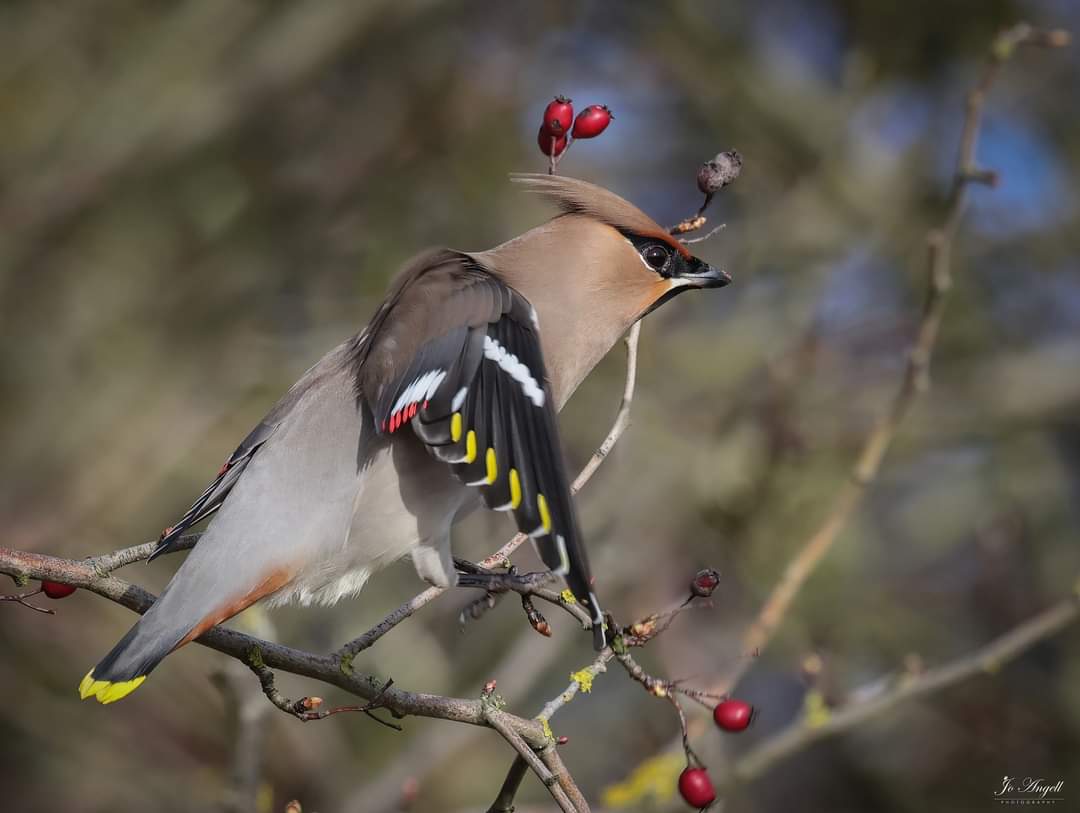 Making the most of photographing the local waxwings this past week. Some more flighty shots. @CanonUKandIE @BBCSpringwatch @BBCEarth @bbcsoutheast @scenesfromMK #scenesfrommk #Buckinghamshire #waxwings