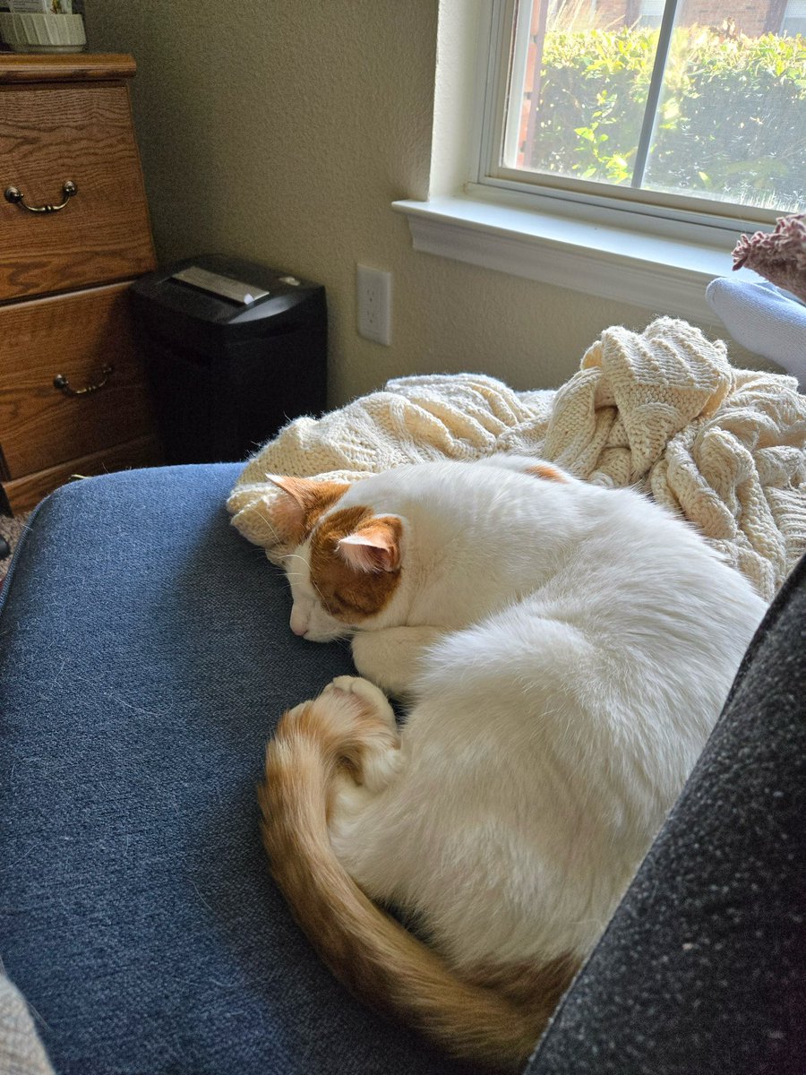 je2nifer's tweet photo. Watching a sleeping cat is so peaceful.
#HappyCaturday
#MorningsWithMurph https://t.co/HavTjsOzw1