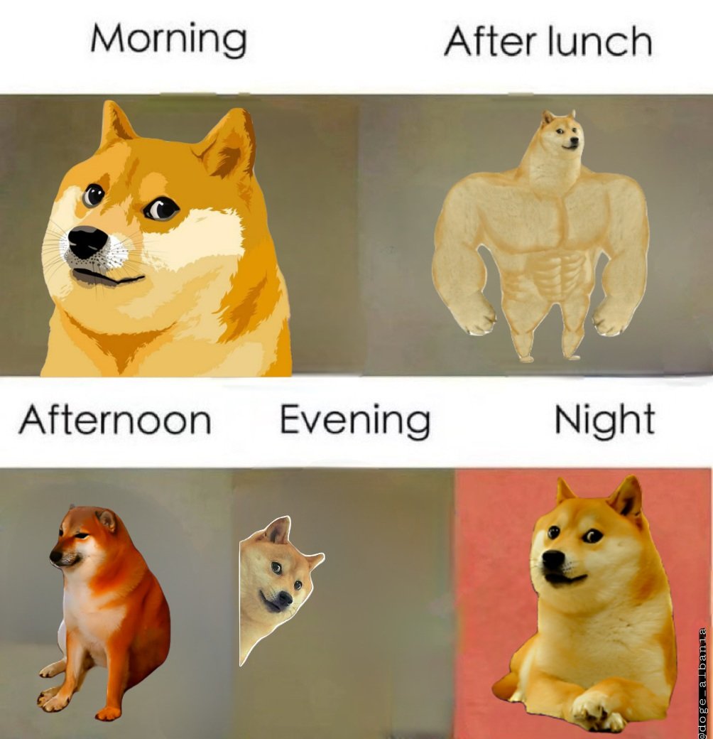 doge_albania's tweet photo. #Ɖogecoin https://t.co/ruRMOYt8qZ