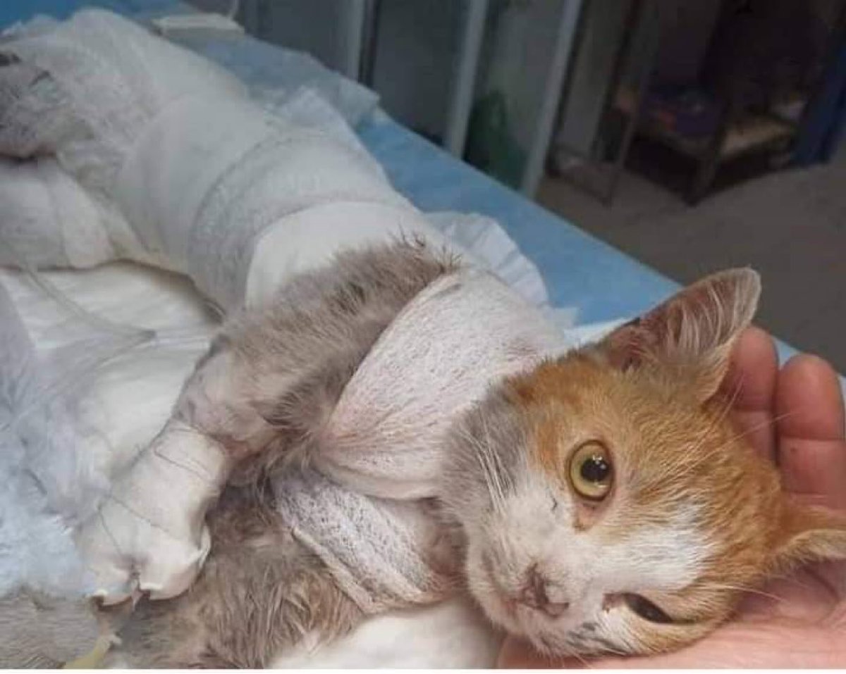 Nel giorno della festa del gatto non abbiamo dimenticato il piccolo Leone. E non abbiamo dimenticato le altre creature vittime di sadici delinquenti. 
Siete nei nostri cuori piccole anime…