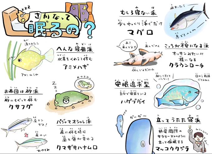 今日は安眠の日、さかなの休み方いろいろ 