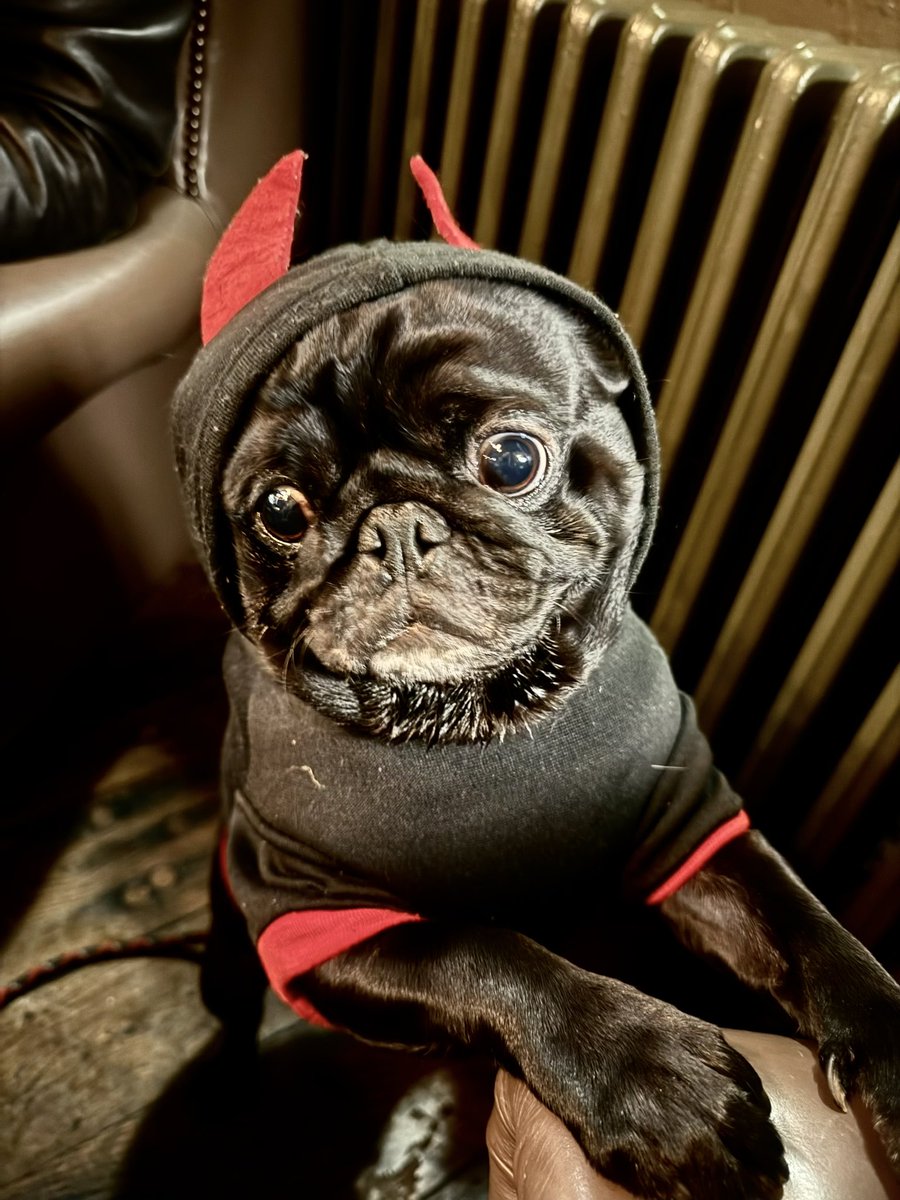 PaddysPage's tweet photo. Has dat cat gone now?  I is back.  Leave me a comment after the beep.  #pug #dogsofX #bonadrag https://t.co/hXzyNrta5o