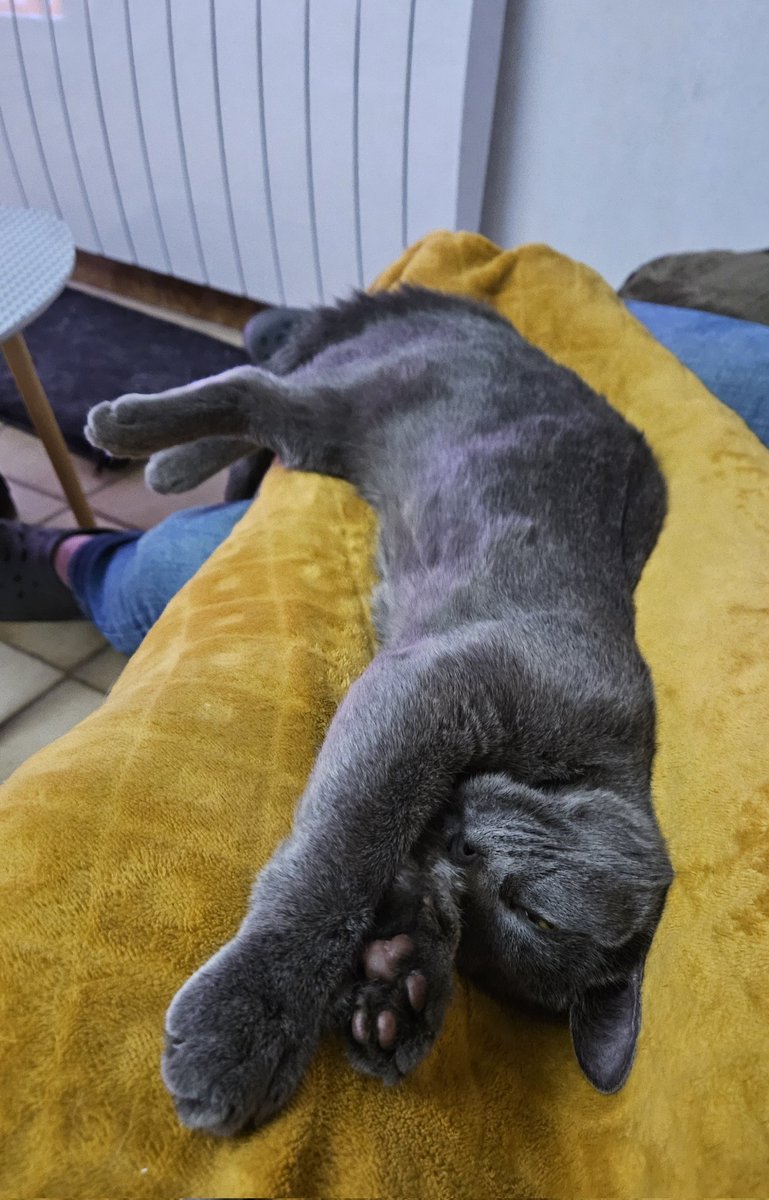 Aujourd'hui, on a predaté une araignée. C'était épuisant, on est trétré fatigués 😹