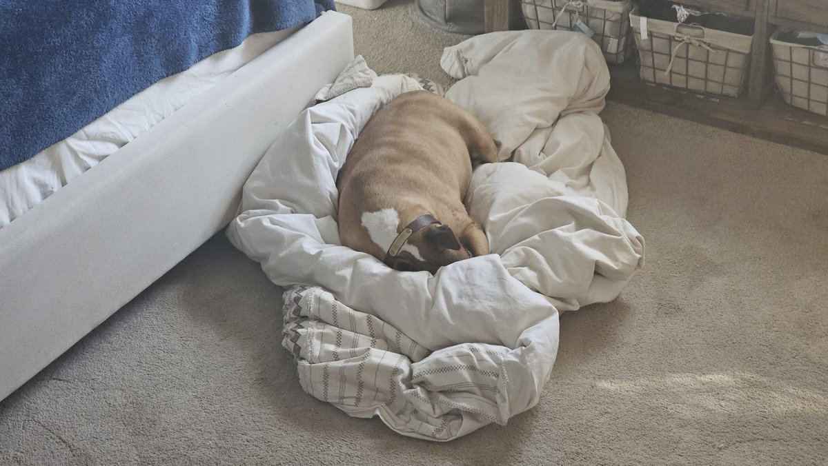 Kinda hard to make the bed when snoop takes over the comforter. 🤦‍♂️🐕