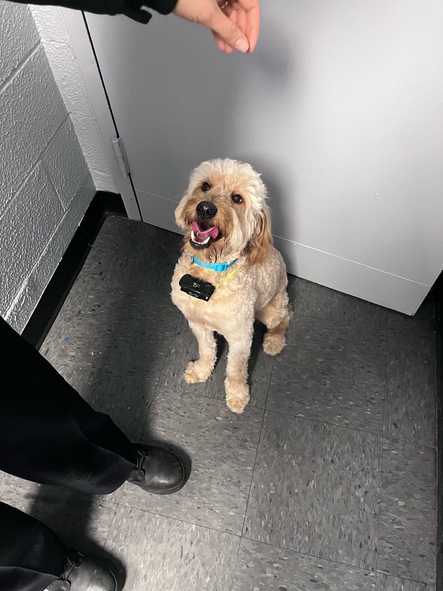 NYPD112Pct's tweet photo. 🐾 Lost Dog Found Alert 🐾 Our community members on Austin Street have found an adorable furry friend! If you recognize this pup, please contact our precinct ASAP. Let's reunite them with their family! 🏡🐶 https://t.co/3Xnrf1fBOf