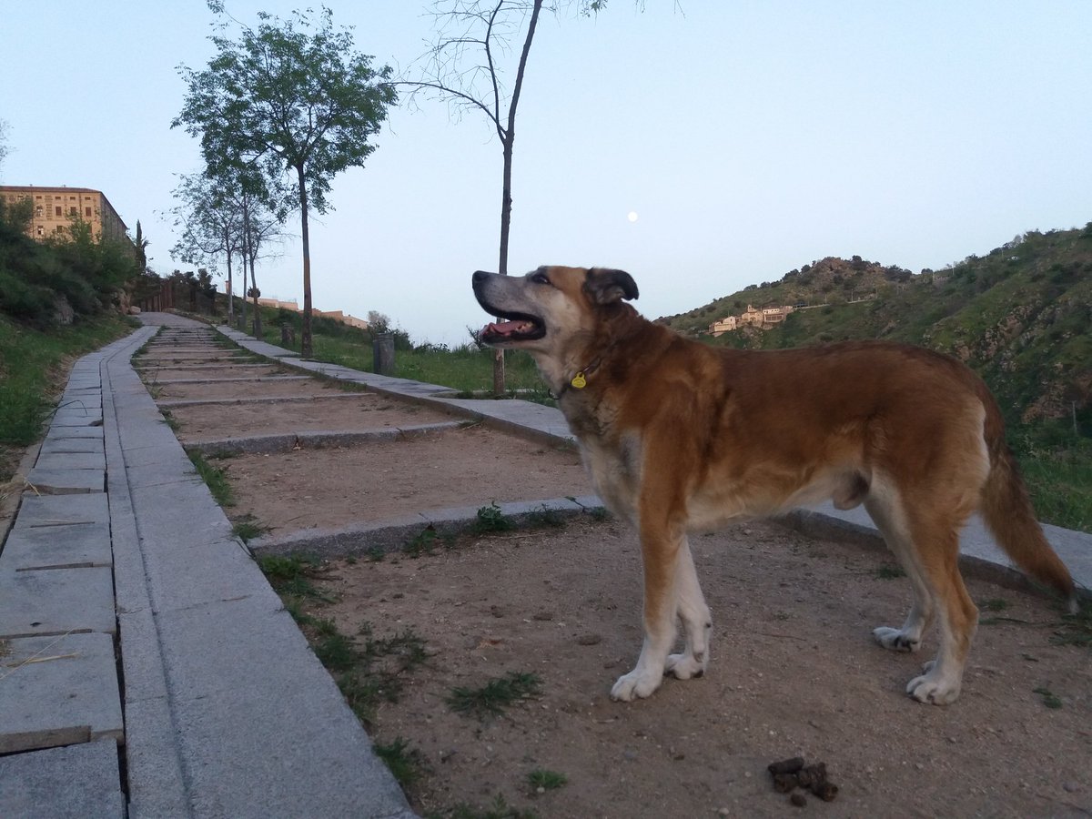 alshaby_abw's tweet photo. Lo reconozco delante de todo el mundo.
nunca besé un culo mas que he besado el culo de mi perro, a diario le beso el culo unas diez o veinte veces, que rico...😍 https://t.co/sDSWQtgg4Q