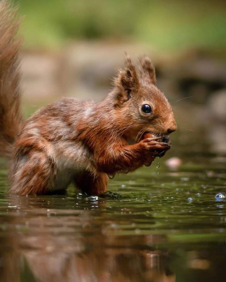 squirrellovers_'s tweet photo. So beautiful โค๏ธโค๏ธ
Perfect shoot ๐ท๐ฟ๏ธ
#squirrel๐ฟ#squirrelmom #squirrelfriend #squirrelbaby #squirrellove #squirrelfeeder #squirrelgirl #squirrelsquad #squirrelbabies #squirrelwatching #squirrelphotography #Squirrels https://t.co/ZtUb7C62Gq