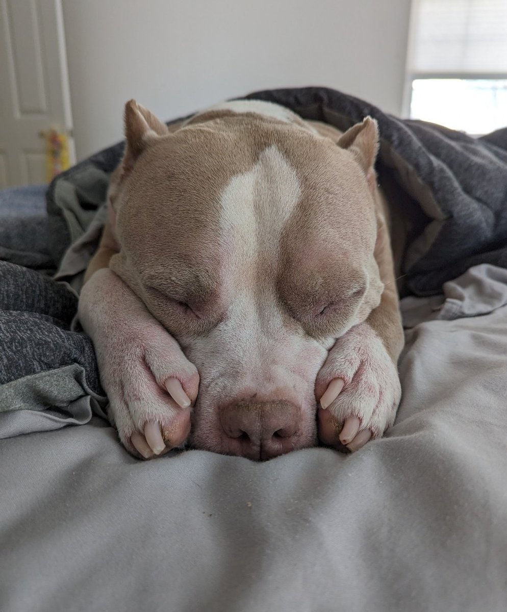 Jawnies_hell's tweet image. Look at my sweet girl.