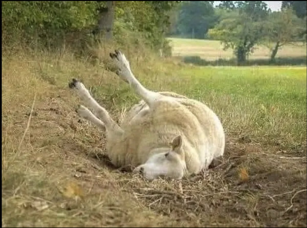 If you come across a sheep lying on its back with its legs up, it is 'cast'. Please be so kind as to tip/roll it back over; if left like this they can die as they cannot get up. Please be kind enough to share.