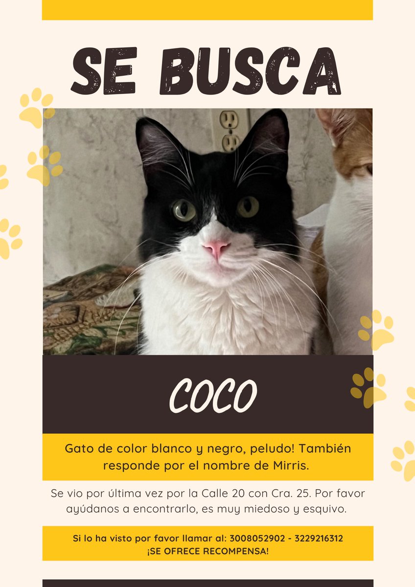 d_acelasp's tweet photo. No suelo publicar mucho por acá, pero hace dos días mi gatico se perdió en Bucaramanga y no logrado encontrarlo! 😣 Responde por el nombre de Coco y de Mirris; tiene un corazón negro en su manita izquierda! Les agradecería si pudieran dar RT. ❤️‍🩹 https://t.co/8GHdD3e1xm
