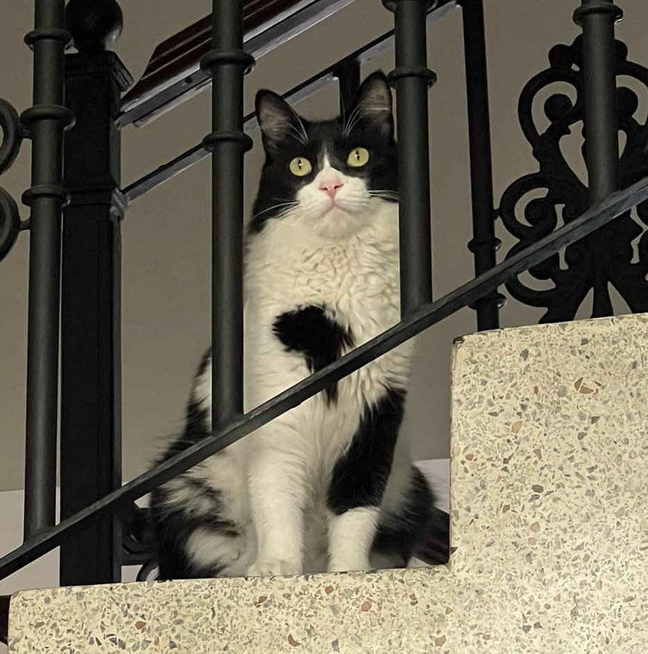 d_acelasp's tweet photo. No suelo publicar mucho por acá, pero hace dos días mi gatico se perdió en Bucaramanga y no logrado encontrarlo! 😣 Responde por el nombre de Coco y de Mirris; tiene un corazón negro en su manita izquierda! Les agradecería si pudieran dar RT. ❤️‍🩹 https://t.co/8GHdD3e1xm