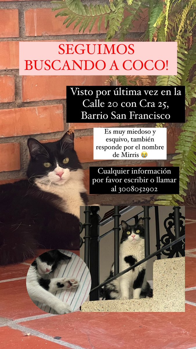 d_acelasp's tweet photo. No suelo publicar mucho por acá, pero hace dos días mi gatico se perdió en Bucaramanga y no logrado encontrarlo! 😣 Responde por el nombre de Coco y de Mirris; tiene un corazón negro en su manita izquierda! Les agradecería si pudieran dar RT. ❤️‍🩹 https://t.co/8GHdD3e1xm