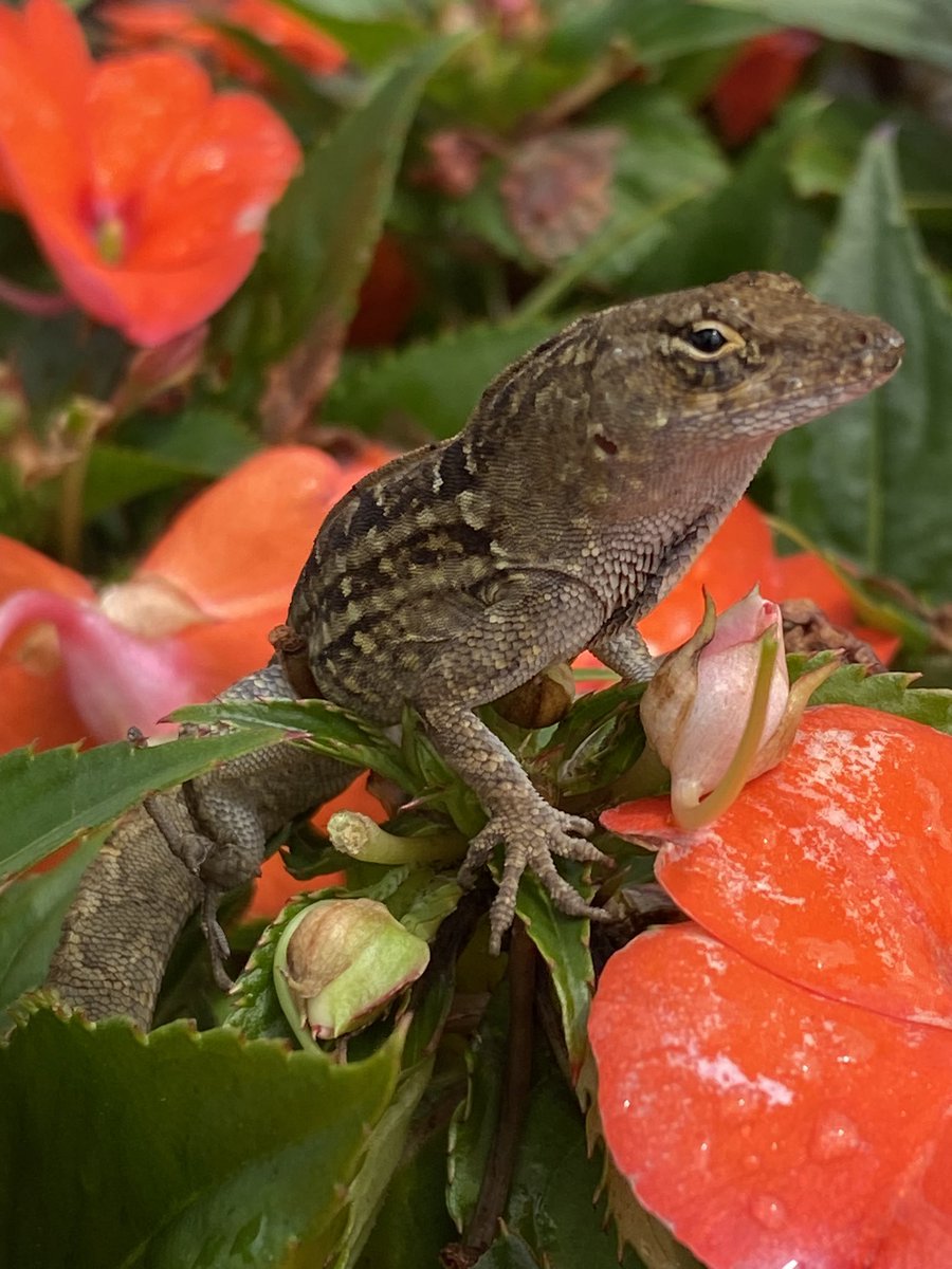 Brown Anoles 🟫+🦎+🪴