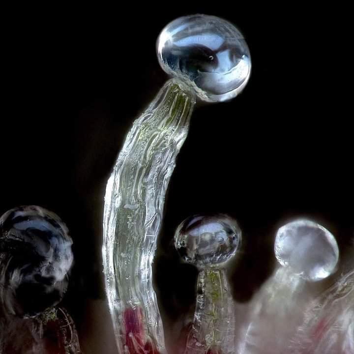 Trichomes are the resin glands of the plant that contain THC and CBD

Studies show that trichomes also protect against insects, herbivores, fungal infections, and even parasitic plants 

#MMJ #cannabisdaily #ouid #fourtwenty