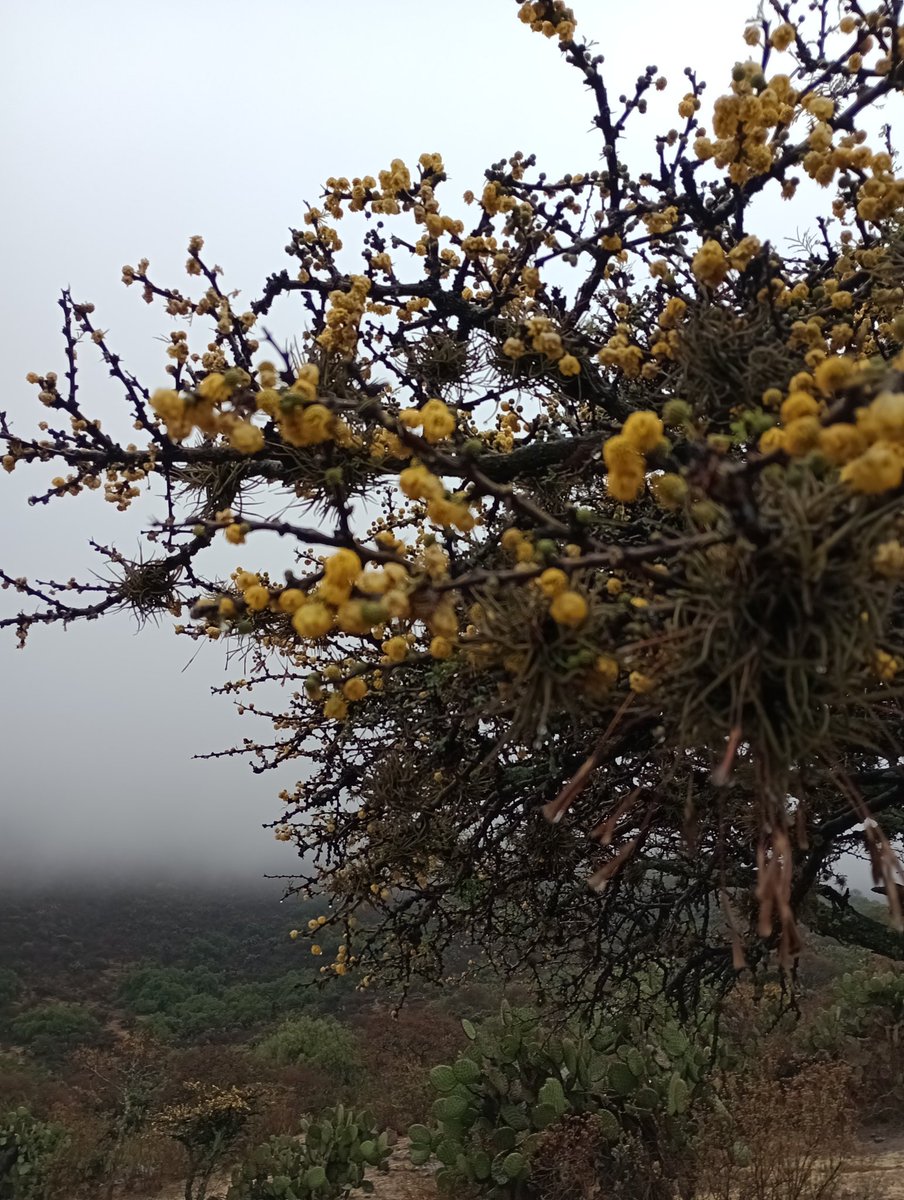 Así las Acacías o huizaches esta mañana con la neblina sobre las colinas.