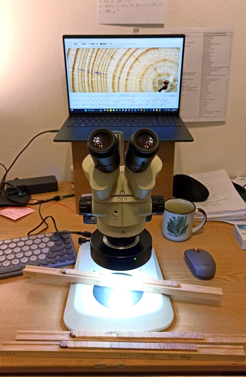 Bog pine dendroecology tweet media