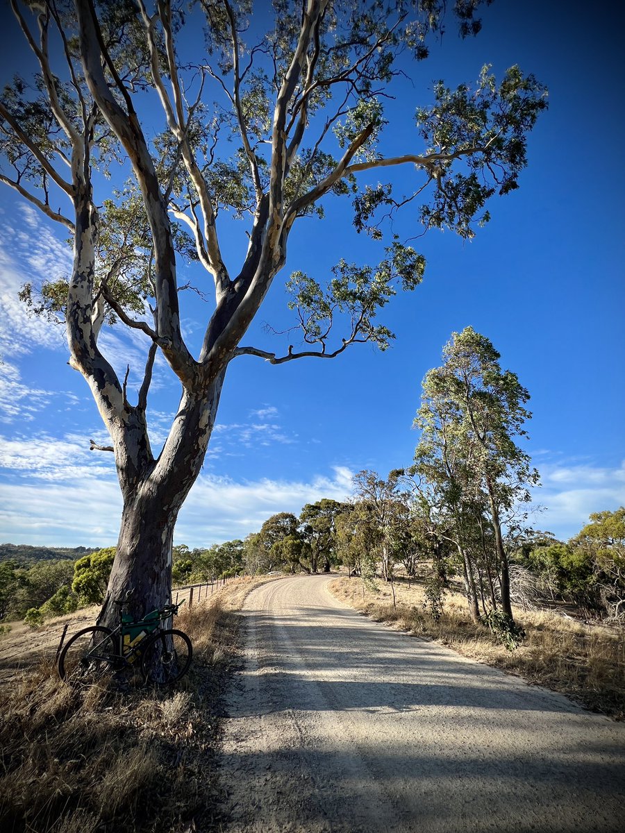 Sundays…. #treeride