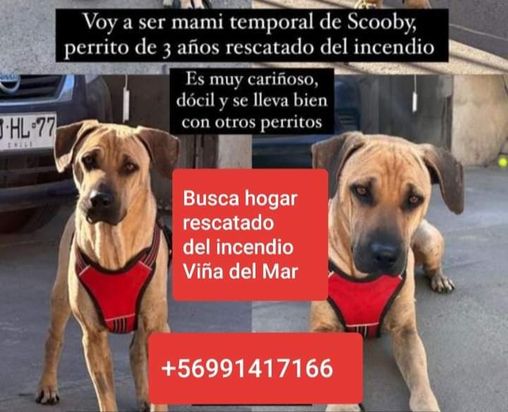 VIÑA Busca a su familia rescatado mega incendio 🙏🙏🙏 56991417166 @AnimalParaiso @AdopCalleValpo @fund_quiltro @Fundacion_CIMA @alegriagonzaa @PerrosPlazaHuem @callejeritosDLV