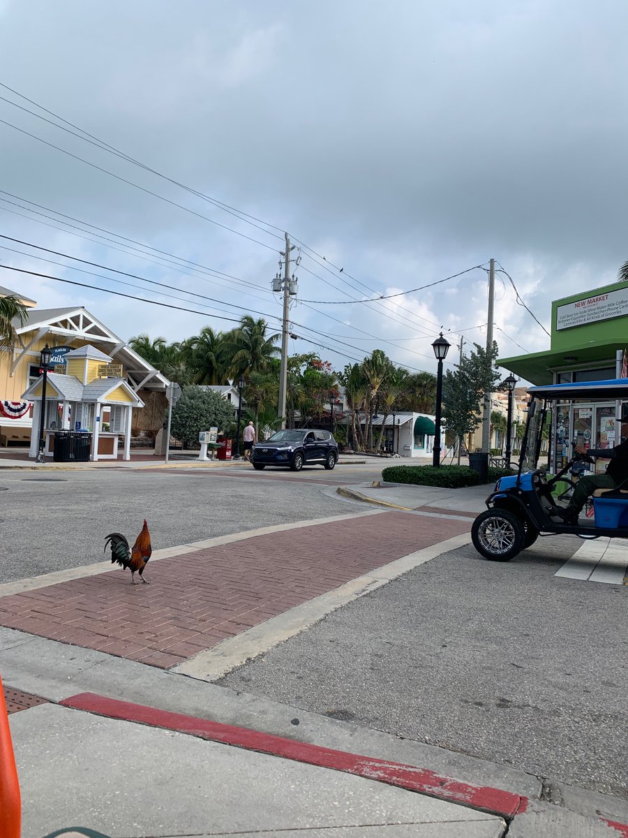 [insert chicken crossing road joke]