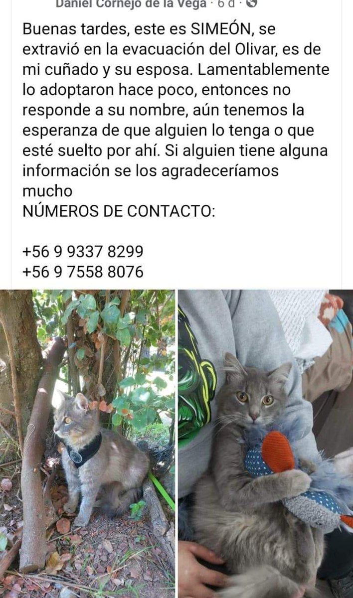 BrendaEtchegar1's tweet image. VIÑA, EL OLIVAR SE BUSCA 🙏🙏🙏