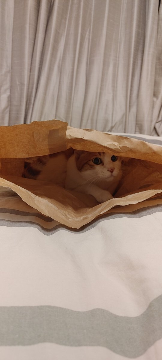 JodiOdgers's tweet photo. @ninaisnoob Catsby peeks out of his castle to wish that your day gets better. https://t.co/4DAI0BEVrq