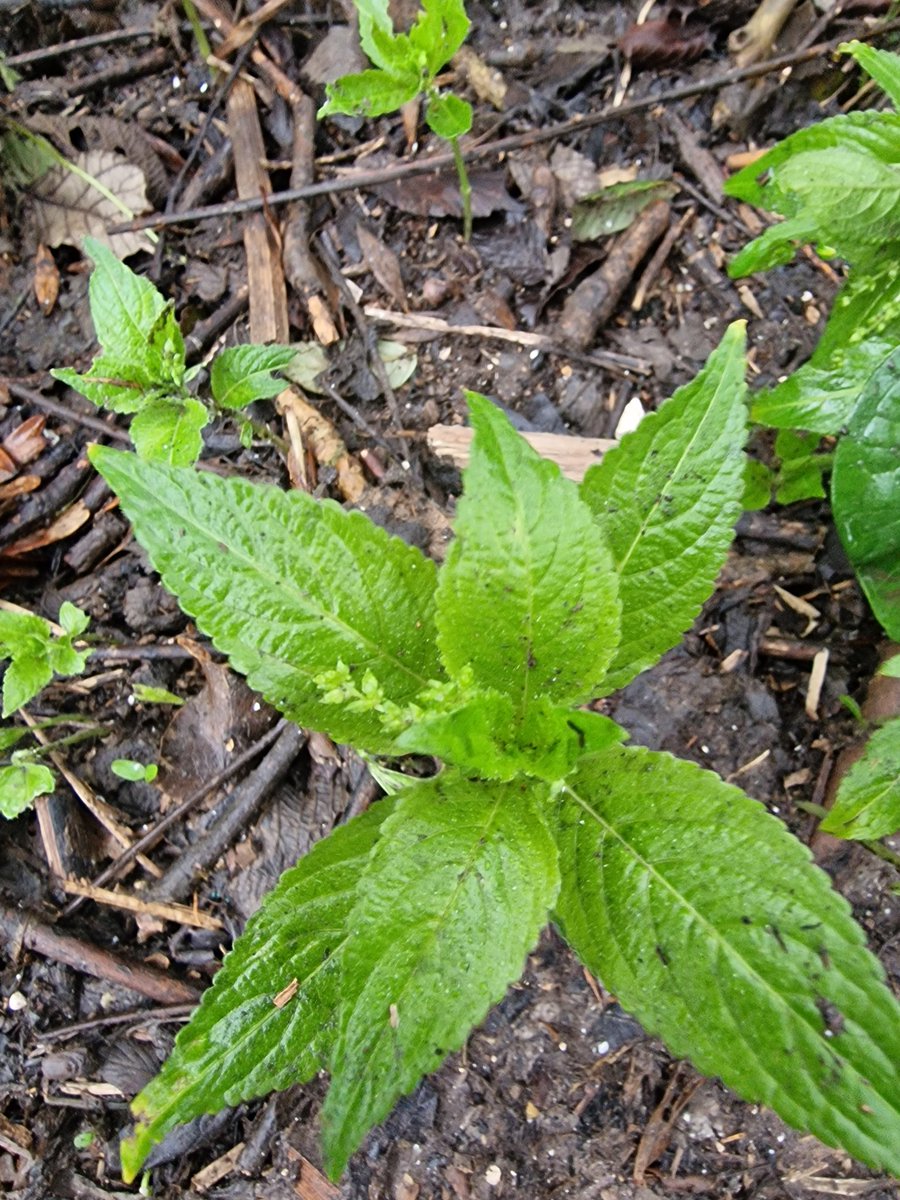 Dog's mercury, Mercurialis perennis, in flower; first I've seen this year. Woods below Butt's Lane Meadow NR, Willingdon, on Babylon Down. @BSBIbotany @Sussex_Botany