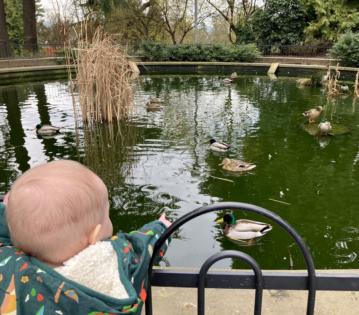 Ride to see the ducks > RideTheDucks