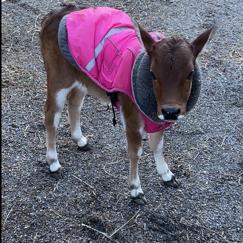 Hi #DogsofTwitter pals. This is Buttons🥰. We shouldn’t be having any more baby Zebus until the summer. So back to our regular scheduled Nessie channel soon🤣🥰