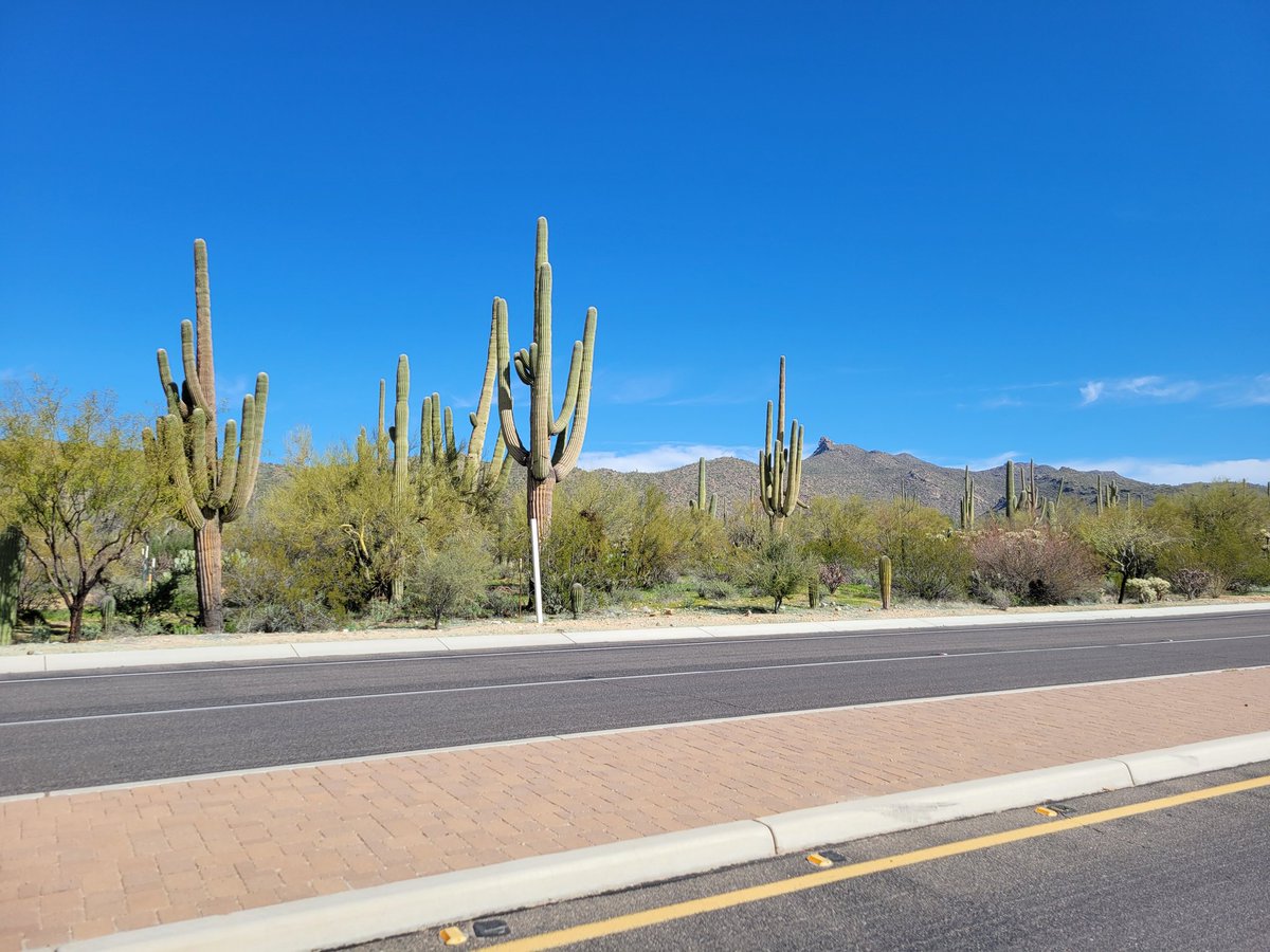 LaurentMolteni's tweet image. Morning ride 🌵🏜️😎❤️

#cyclingimages #cyclingaddict #dovemountain #dovemountainritzcarlton #tucson #arizona #desert #arizonaliving #arizonahighways #cyclingporn #cyclinglife #cycling #cyclist #luck #lucky #cyclingpics
