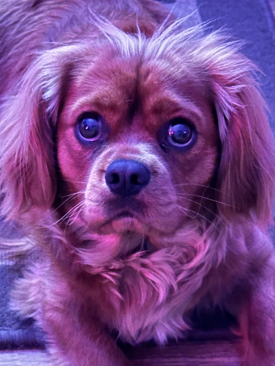 Me hoomans won’t gibs me saltee vineegar crisps furends. Me sulking.