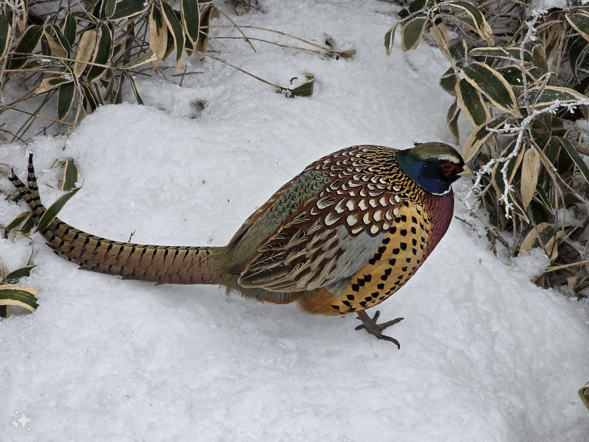 한라산 올라갔다가 내려오다가 바로 앞에서 꿩 봄. 
그런데 왜 나 보고도 도망가지 않는거냐 ㅋ
#울산 #섹트 #꿩