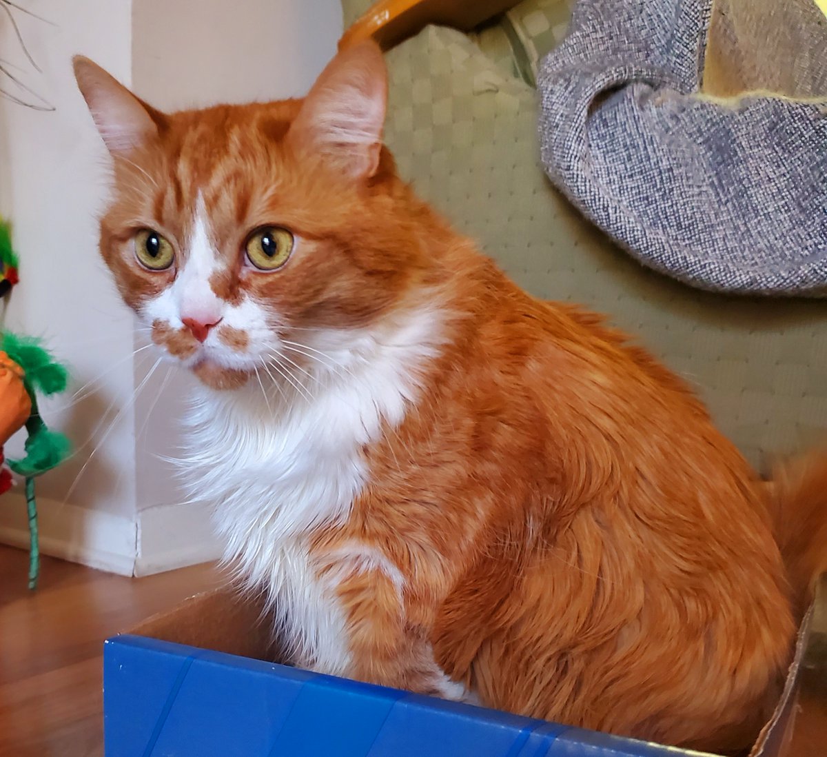Dbwagner104's tweet photo. a cat would never lose $50k to a scam artist. for one thing, they have no money. for another, if cats could talk, they'd love to say "no" to things. they'd just say "no" all day long. no one has ever loved anything as much as cats love refusing to do things you want them to do. https://t.co/XGi5mV4J3x