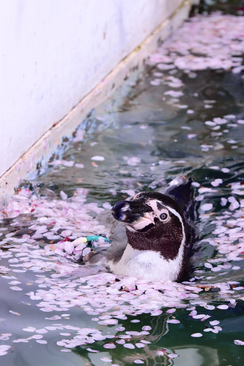 2、3年前の羽村の桜フンボ🌸🐧
#羽村市動物公園 #フンボルトペンギン