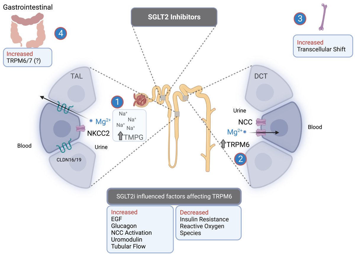 New from @Nephro_Sparks and colleagues in @AJKDonline SGLT2 Inhibitors and Magnesium Homeostasis #Flozination authors.elsevier.com/a/1icXOz-QWHiqH