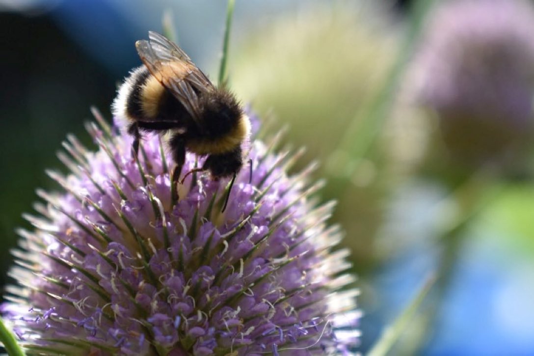 With a few simple actions you can turn your garden or community space into a haven for bees:
🐝 Say no to weedkillers and pesticides
🐝 Make a bee bowl
🐝 Let wildflowers grow
🐝 Don’t over-tidy
🐝 Grow nectar-rich flowers
🐝 More bit.ly/2HE2bVZ
#SaveTheBees
