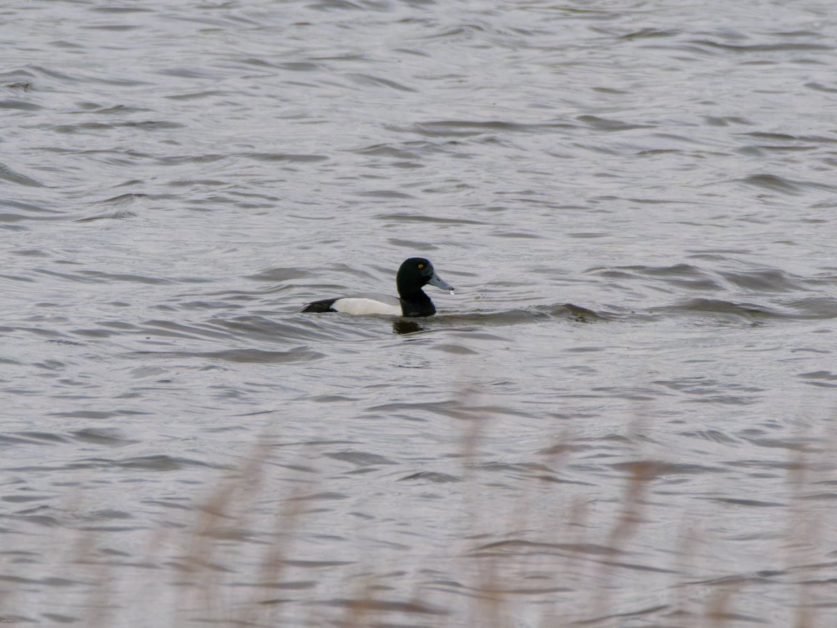 A trip down to Keyhaven yesterday, stopping off in the New Forest on the way. Some great sightings albeit a little farther away than I would have liked!
Lesser Spotted Woodpecker, Red-breasted Goose &amp; Scaup. Also, Brent’s, juv Spoonbill, Ringed Plover, Dunlin, Curlew, Sprawk ….