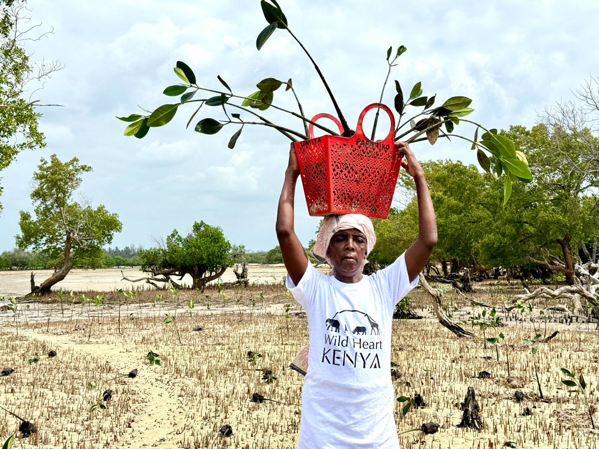 💪🏾Embracing gender equality and tackling the climate crisis together! 

At <a href="/WildHeartKenya/">Wild Heart Kenya</a>, we empowering women impacted by climate change while regenerating nature and powering a green economy.

We planted a whopping 2⃣0⃣0⃣0⃣ mangroves! 

 Support us here gofund.me/1e6c754b
