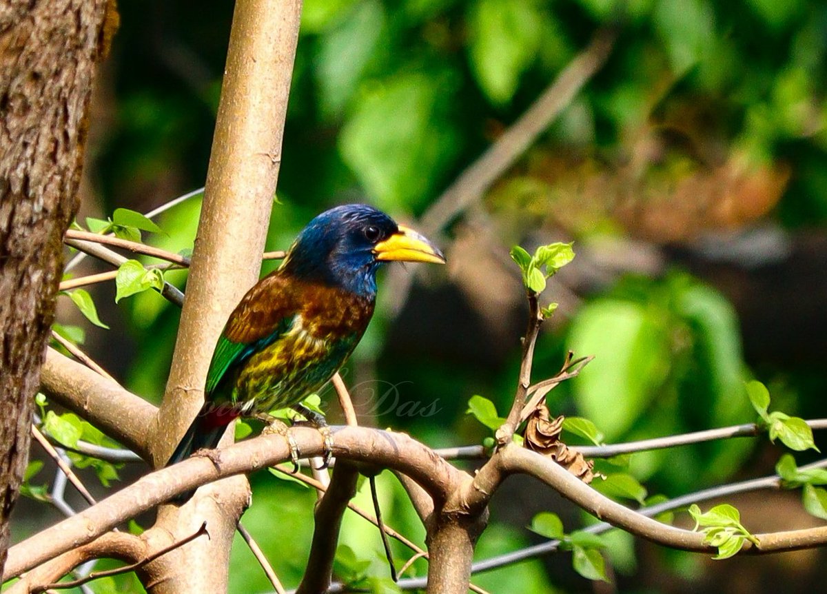 Great barbet from Rongtong #IndiAves #birdwatching #ThePhotoHour #birds #photography #BirdTwitter