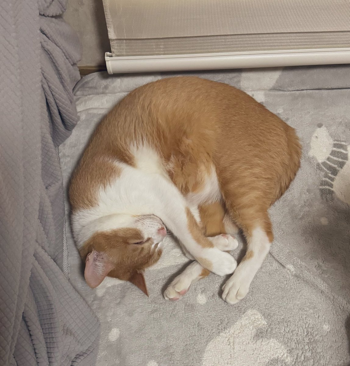 ねここねこ - Cerca / X