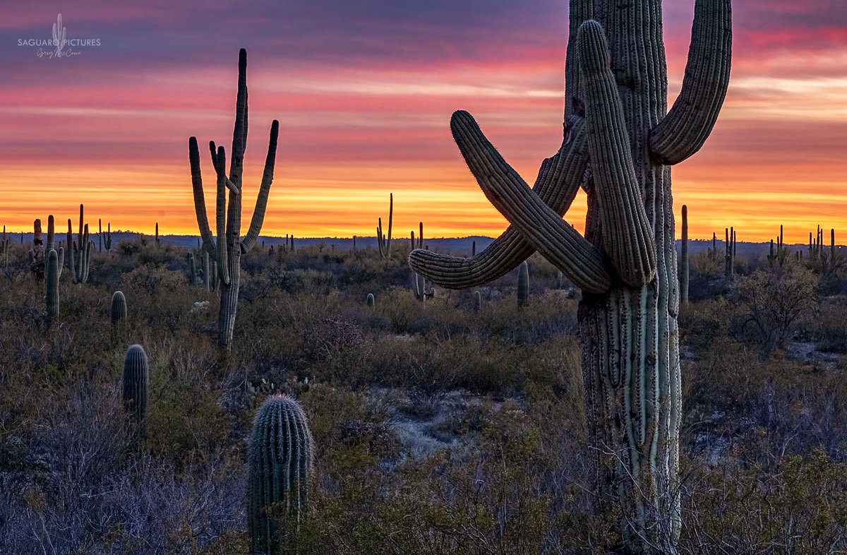 Tucson put on a show tonight! #saguaronationalpark