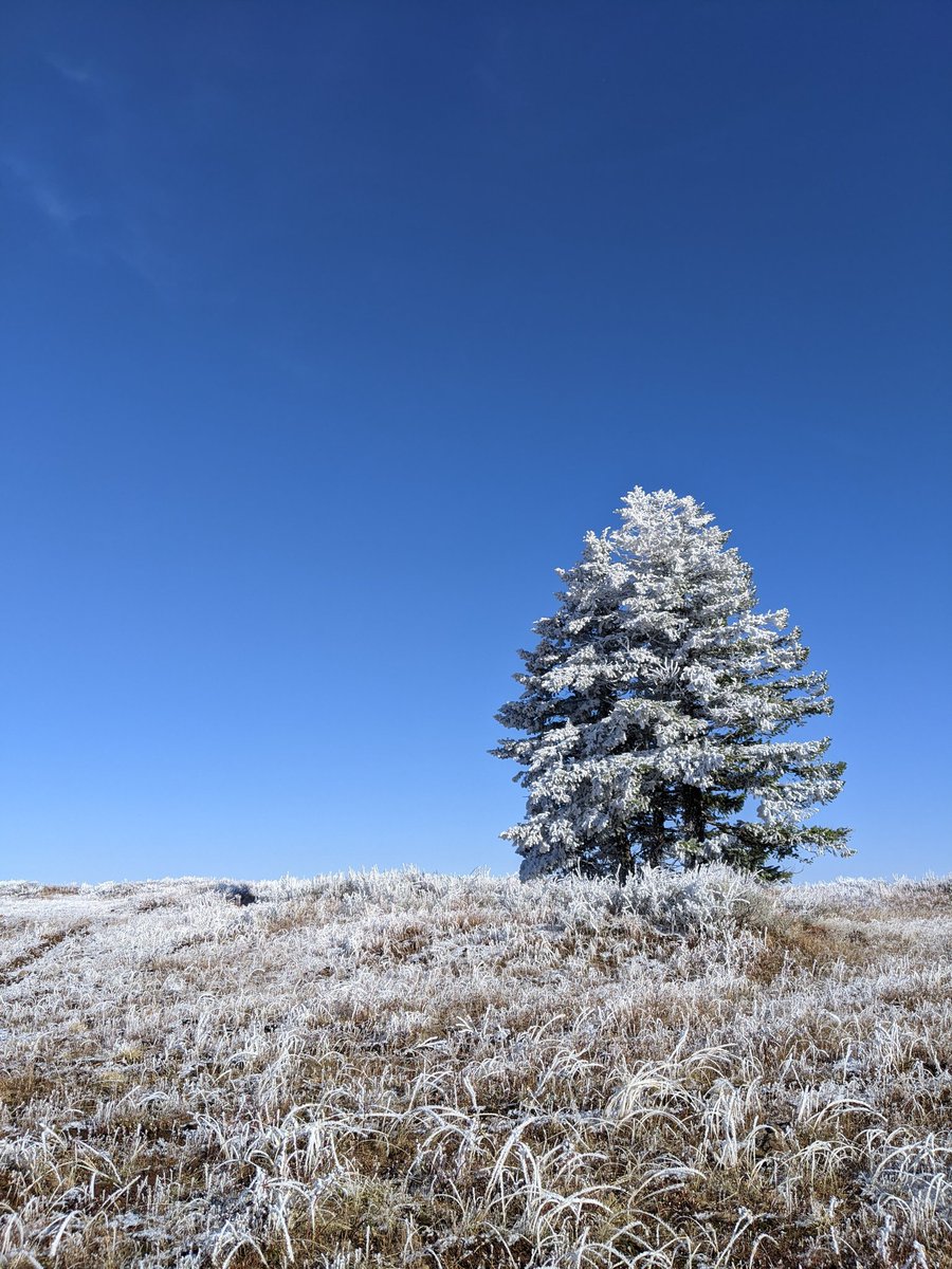 QT a photo of a tree.