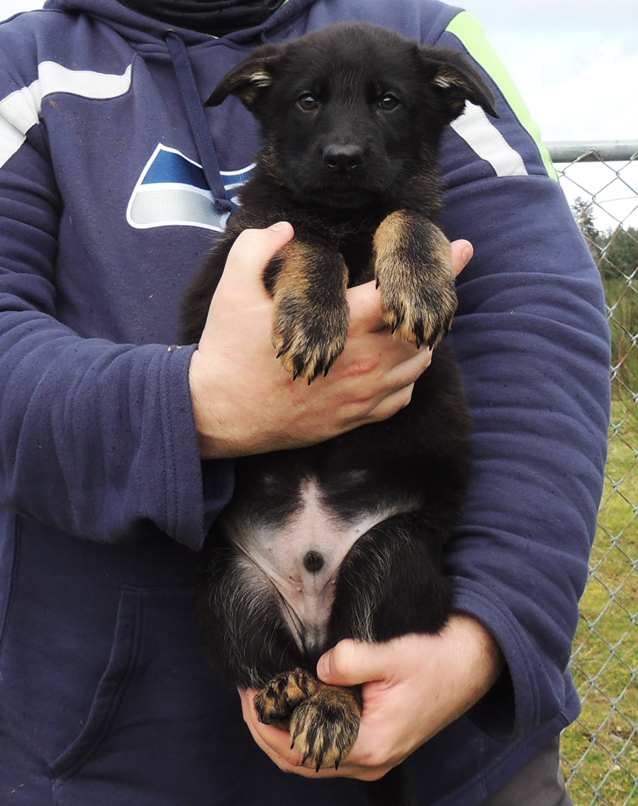 Ta1Doe's tweet photo. My german shepherd puppy!
He is the SWEETEST boy 😍 https://t.co/usmuowtShf