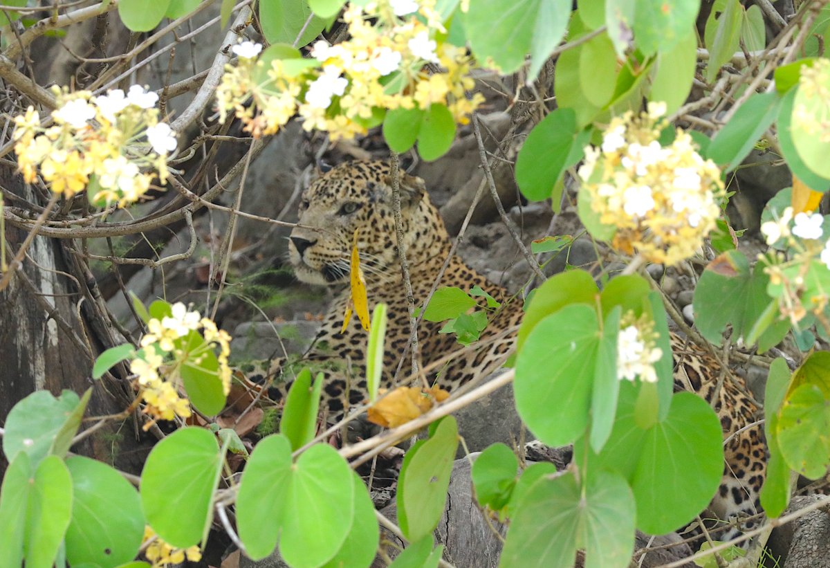 Saket_Badola's tweet photo. From the 'Land of Leopards' !! #RajajiTigerReserve
@UTDBofficial @incredibleindia @rajaji_gov https://t.co/GpLd23zCKp