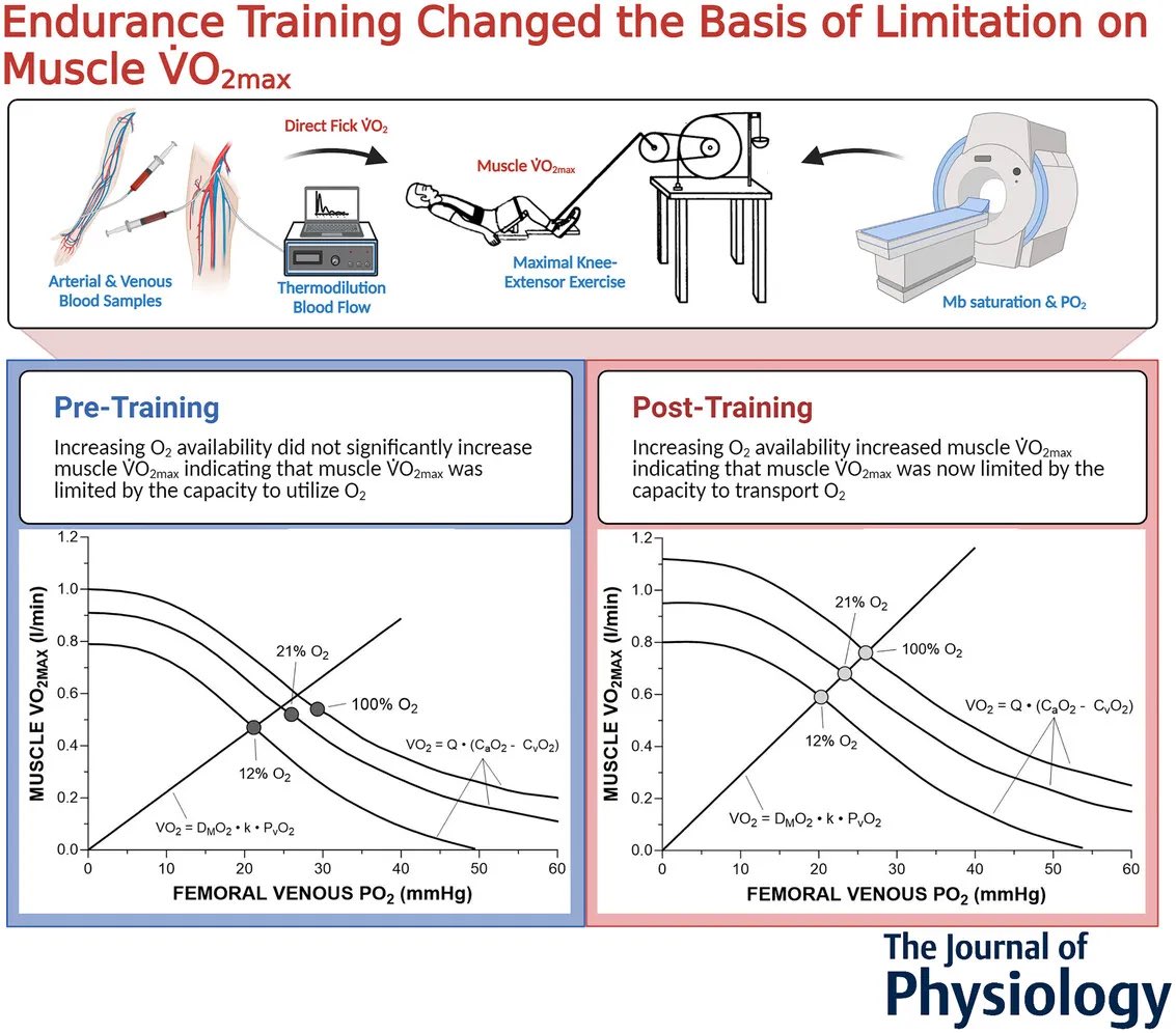 What limits VO2 max? 🫀🫁

There’s a long-running debate in exercise physiology about what limits VO2 max. 

The two primary candidates are oxygen transport — our body’s ability to deliver oxygen to working muscles — and oxygen utilization — the ability of our mitochondria to