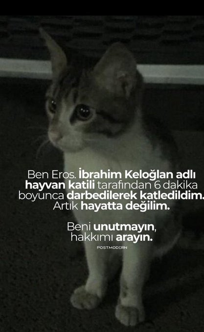 Nasıl olsa küçücük kedi, öldürsem kimsenin umrunda olmaz, kimseye hesap vermem diye düşündün di mi ibrahim! 

Sen cezanı çekene kadar susmuyoruz. 

Masum kedi Eros için adalet istiyoruz. 

#ibrahimkeloğlantutuklansın