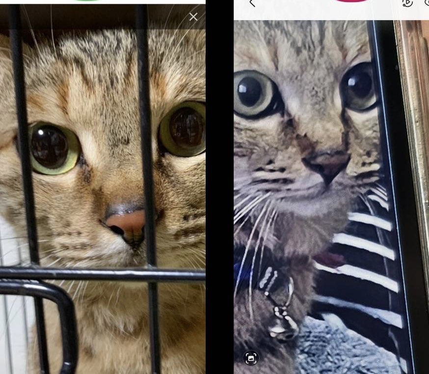 els4gats's tweet photo. 一昨日保護されて、データベースにアップしたら、飼い主さんが見つかった！
1月1日の地震で逃げ出して依頼、ずーっと飼い主さん必死に探してた。
もう半ば諦めかけてたとのこと。
涙の再会。本当に良かった！
保護動物データベースが役に立った。他の方々もぜひ登録して！

https://t.co/sTOQ2Fb8iX https://t.co/j60FqAu3zX