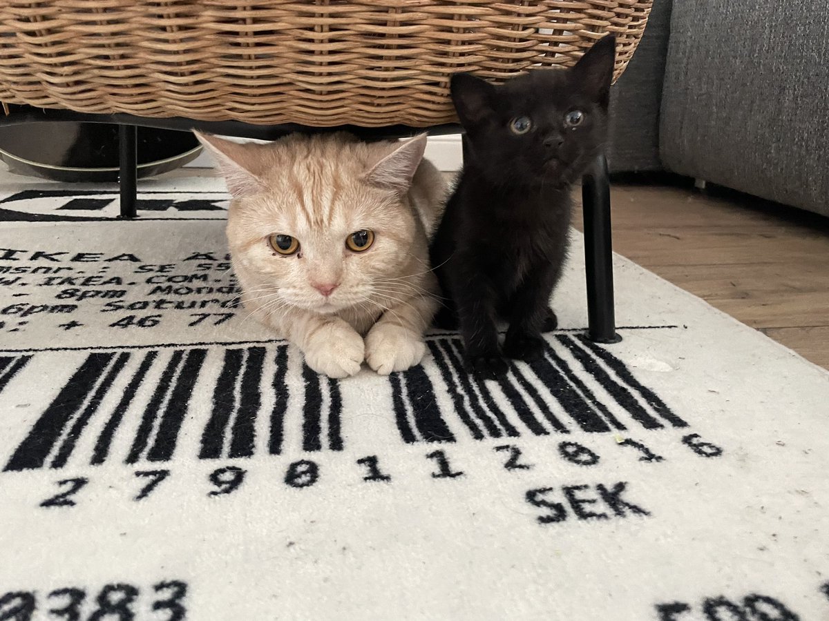 lujuvos's tweet photo. Походу мелкий останется с нами 🥴 https://t.co/cxfpn9xUzx