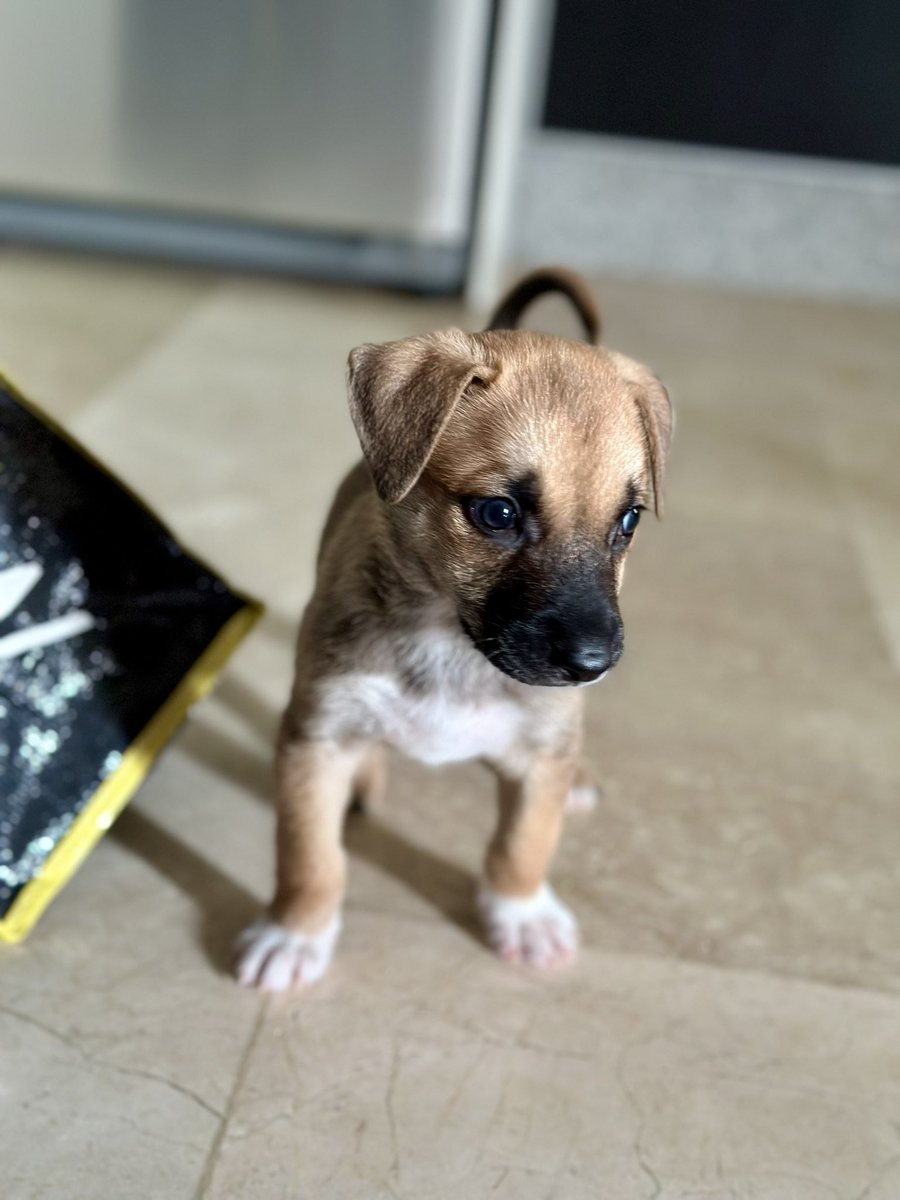ayudemosapluto's tweet photo. And look who is very handsome and beautiful π I called him #ThorAP and we are still looking for the ideal family. Next week you must attend for your vaccination, we will also take your mother for a check-up and to coordinate her sterilization. https://t.co/vk9cvYvIPW