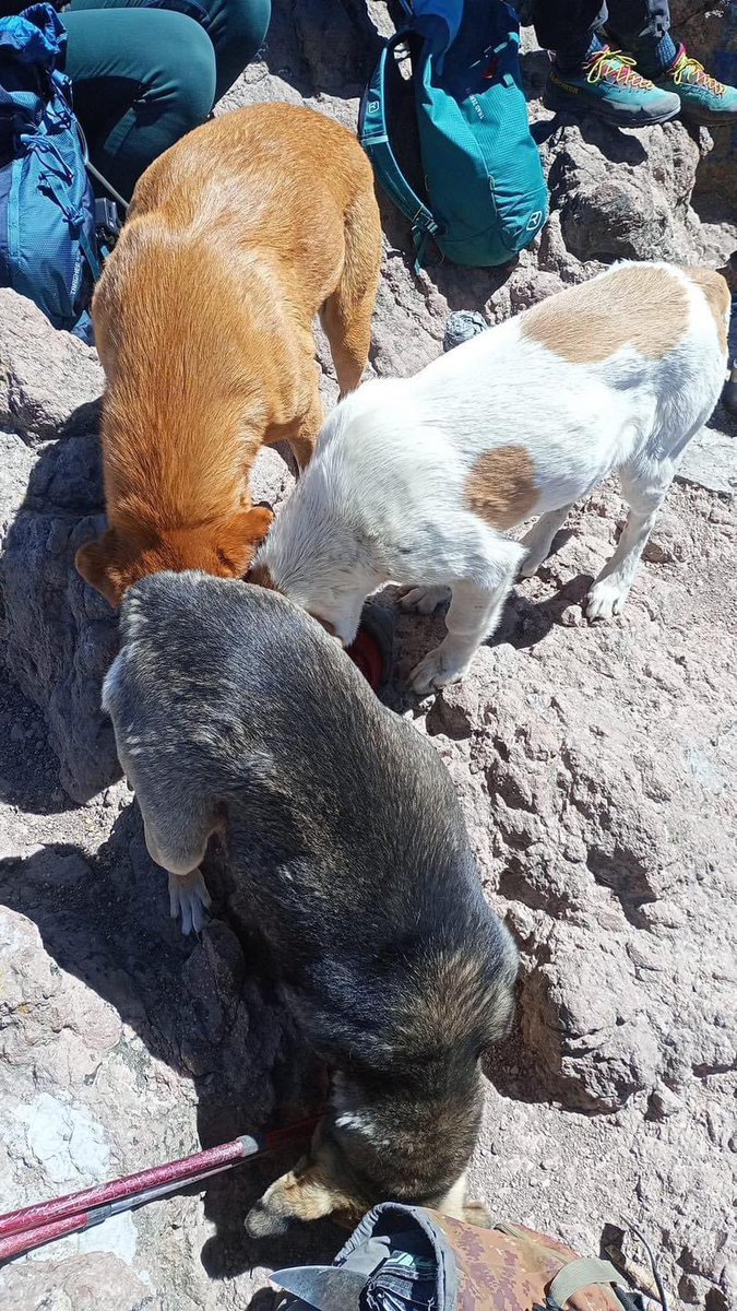 #ServicioSocial: Los perritos que habitan en la #Malinche están sufriendo de frío con la nevada, unos ya presentan síntomas de hipotermia, si está en tus posibilidades y subes a la #Malinche lleva suéteres y abrígalos. Ellos nos necesitan.